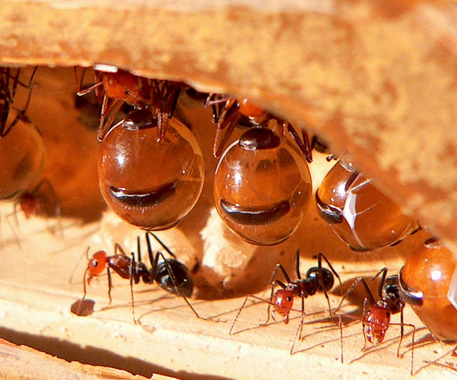 ants engorged abdomen hanging with normal sized ants nearby