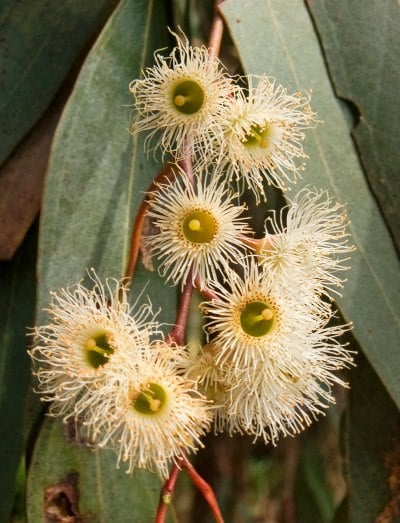 Seven large round frilly blossoms arranged vertically in two columns.