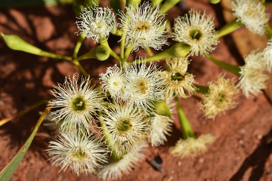 A tree branch with multiple blossoms.