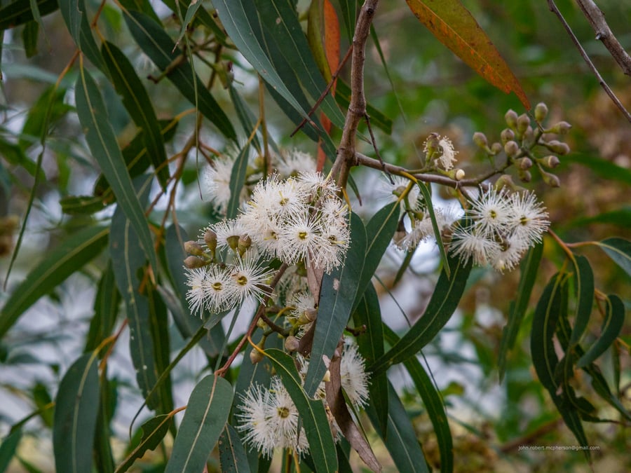 A branch containing multiple blossoms.