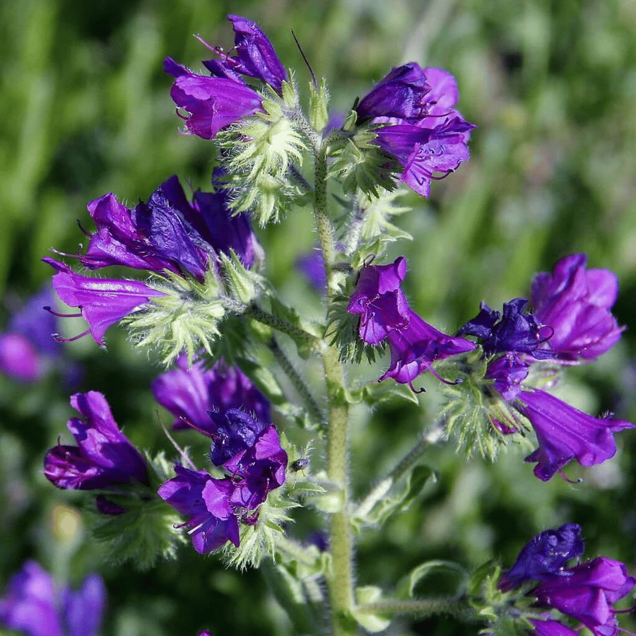 has several erect stems that arise from a stout taproot and large rosette of leaves at the base of the plant.