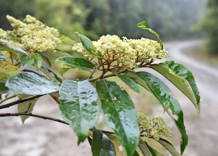 branch of green waxy leaves with dense bunches of yellow flowers