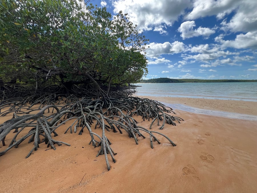 Sea side display of trees with roots in the forground spidering into the sand.