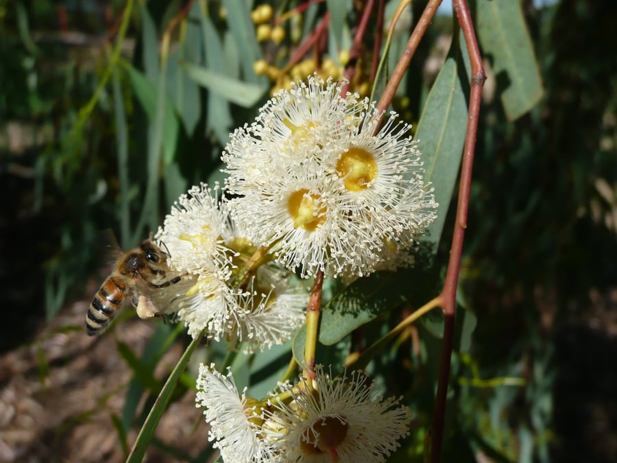 Several small, yellow circular blossoms with bristle petals on a branch.