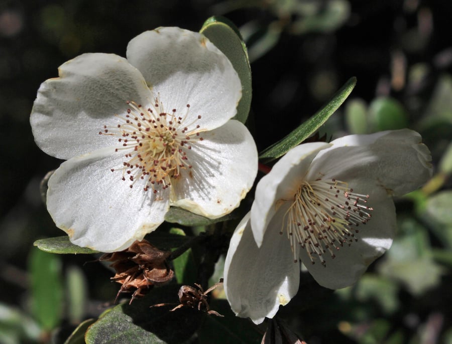 Two white, four petaled blossoms.