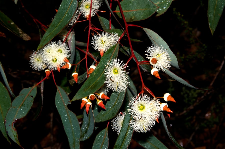 Hairy perimeter blossoms. Creamy colored.
