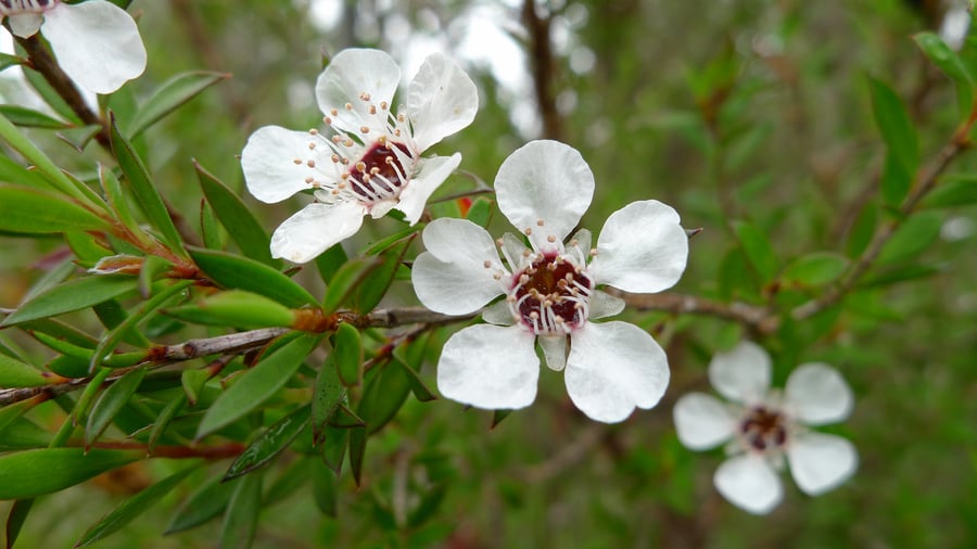 Three white pink, five petaled blossoms on a tree branch.