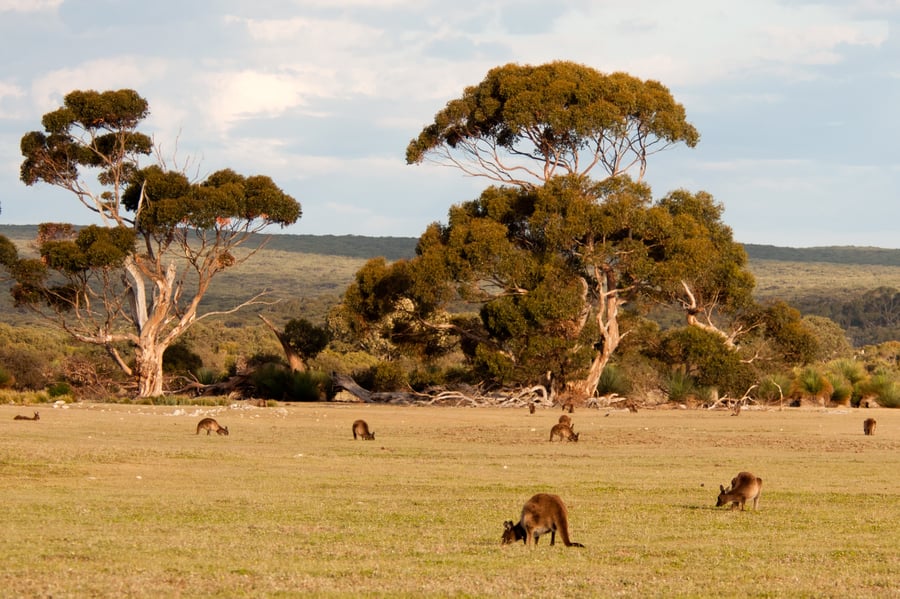 A large brown grassy area with kangaroos in the foreground and trees behind.
