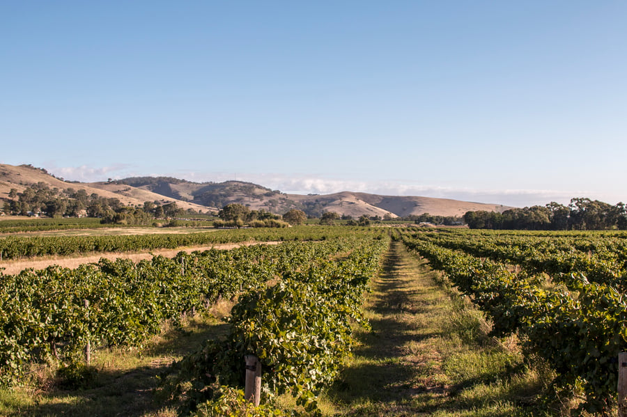 Vineyard with low mountains in the distance.