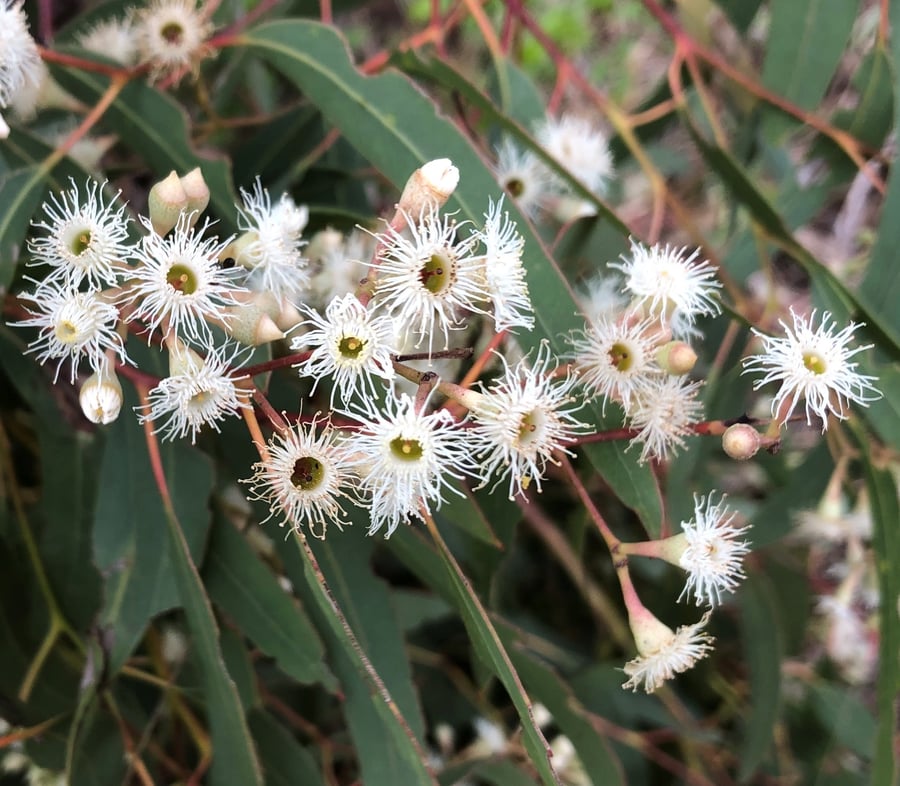 Cluster of white thread rimed blossoms on a tree branch.