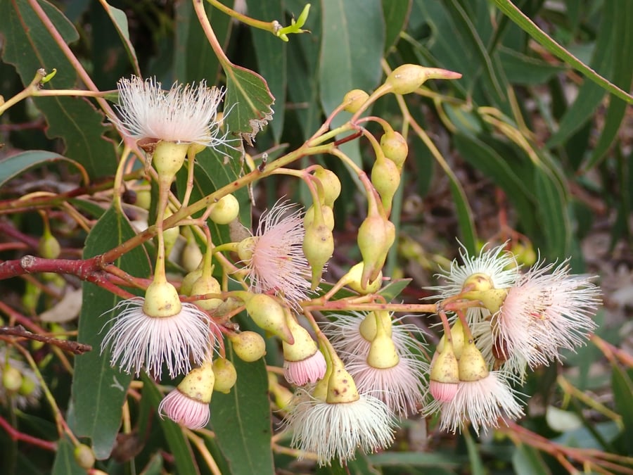 Cluster of white thread rimmed buds on a tree branch.
