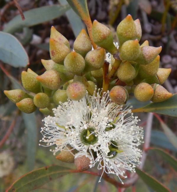 White hairy fringe blossom with a cluster of buds.