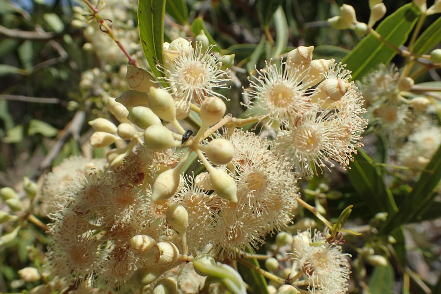 Creamy white, nectar-rich blossoms arranged in large, striking clusters on the desert bloodwood.