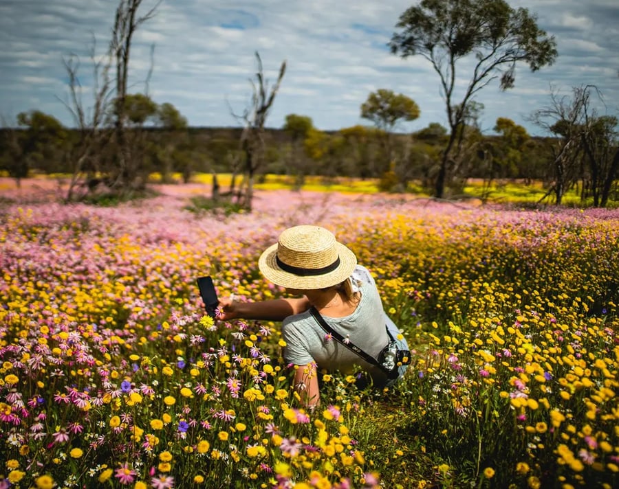 Field of wildflowers with a woman sitting in the middle taking photos on her phone.