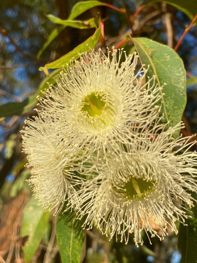 Creamy white marri blossoms in large clusters.