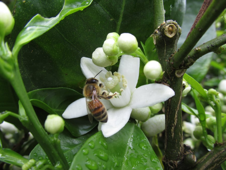 Five petal white flowers on tree limb with a honey bee close by.