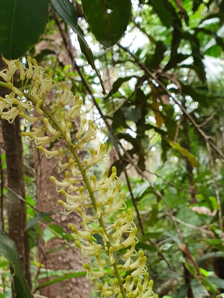 Tree 7m under Eucalyptus grandis with Bangalow Palms leaves in whorls of 3 to 4 coarsely to finely toothed flowers cream to green.
