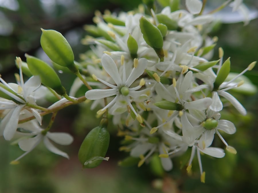 Thorny branches covered in sprays of small creamy-white blossoms