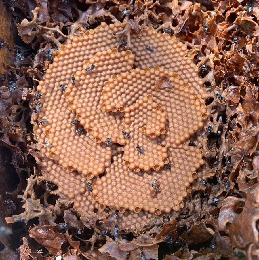 ▎ The spiral brood comb of Tetragonula carbonaria stingless bees, tiers of tiny tan cells coiling outward inside the hive.