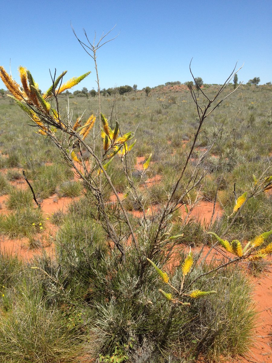 Honey grevillea shrub with golden flower spikes standing above its foliage on red sand near Kata Tjuta, Central Australia.
