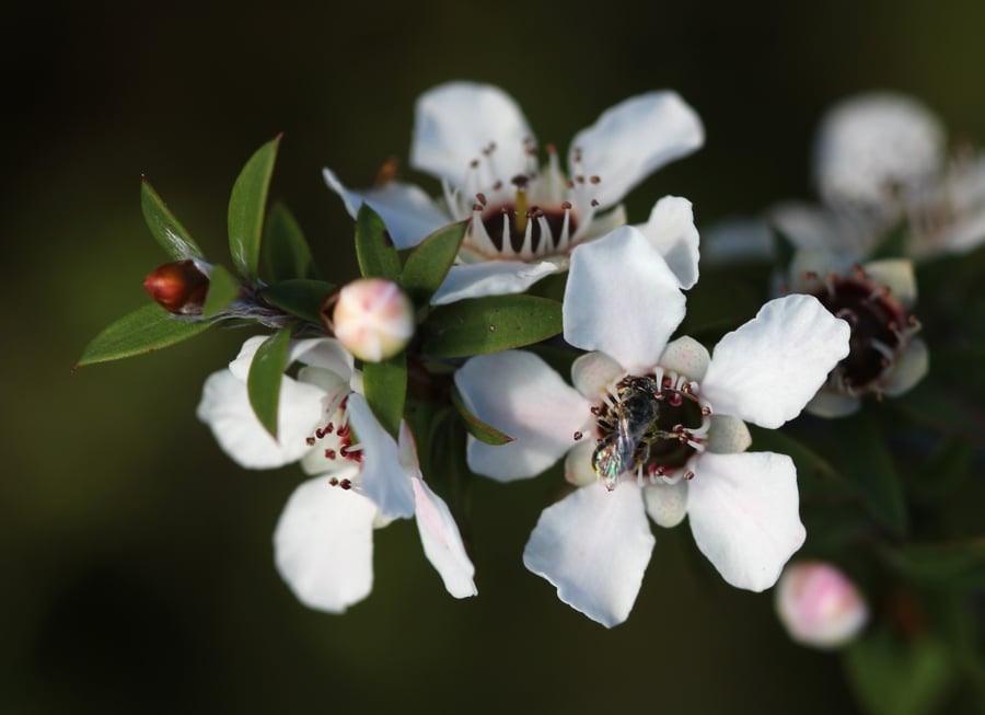 A native New Zealand bee visits a mānuka flower.