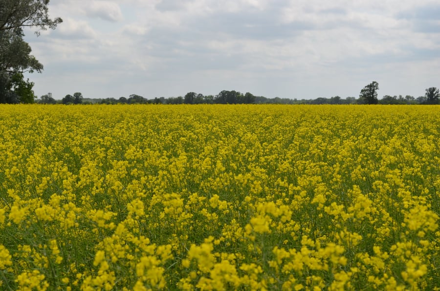 vast yellow field of canola