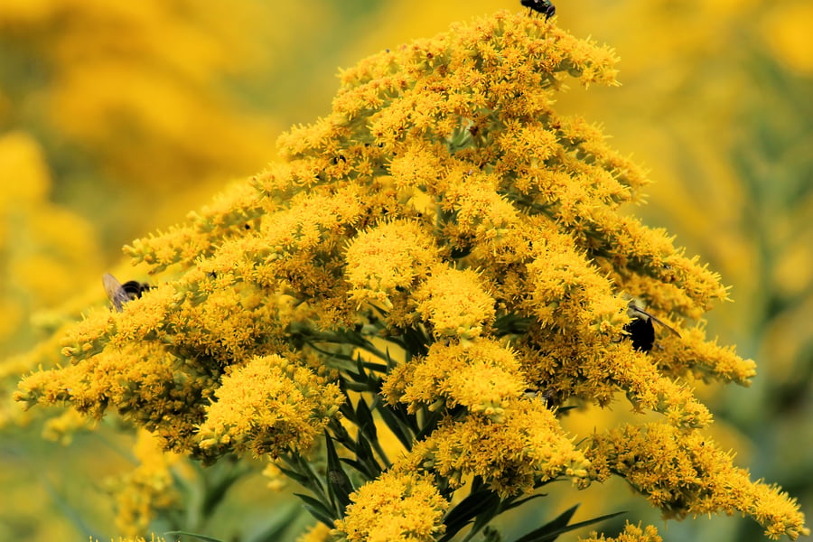 A goldenrod inflorescence in full bloom: arching sprays of tiny yellow flowers crowded along the plume