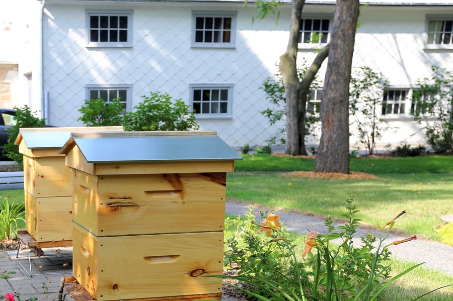 Two wooden beehives on a paved pad in a planted garden bed at the Monastère des Augustines in Vieux-Québec, with the monastery's stone wall and white-clad wall behind.