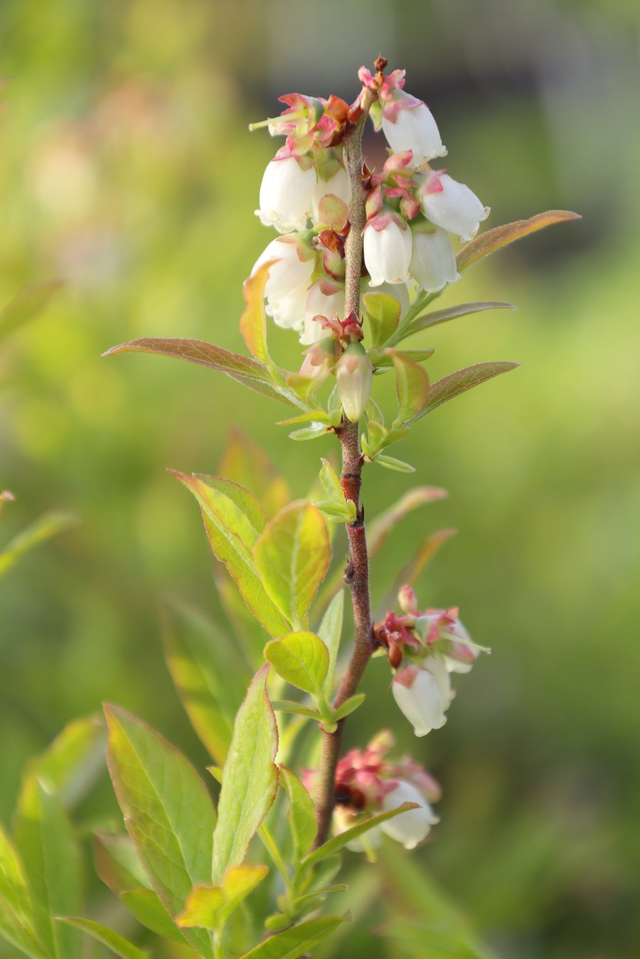 Flowering stem of wild lowbush blueberry with clusters of small white urn-shaped flowers