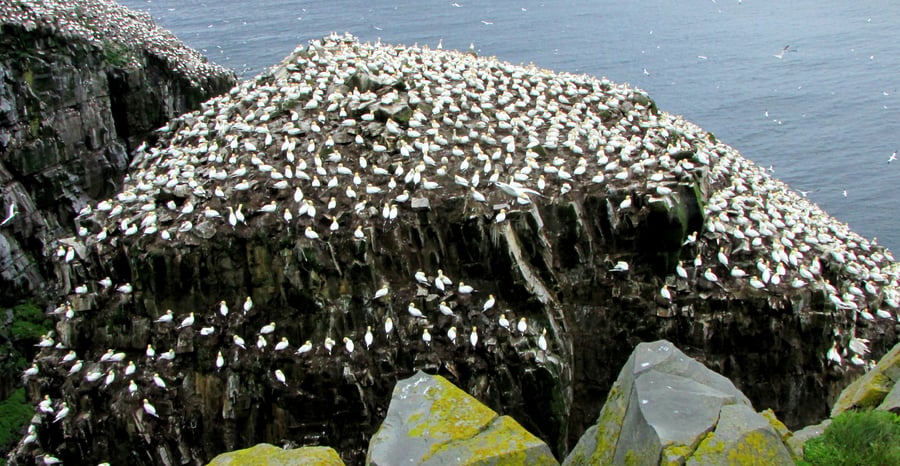 A flat-topped sea stack covered with thousands of white seabirds beside a cliff edge over the ocean.