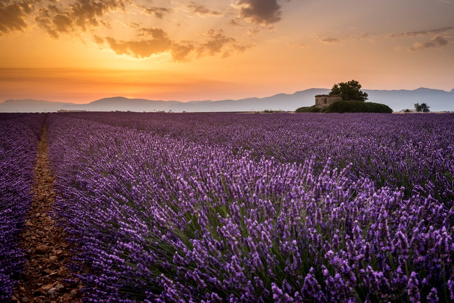 Rows of lavender in flower running to a low stone hut on the horizon, mountains and an orange sunrise sky behind.