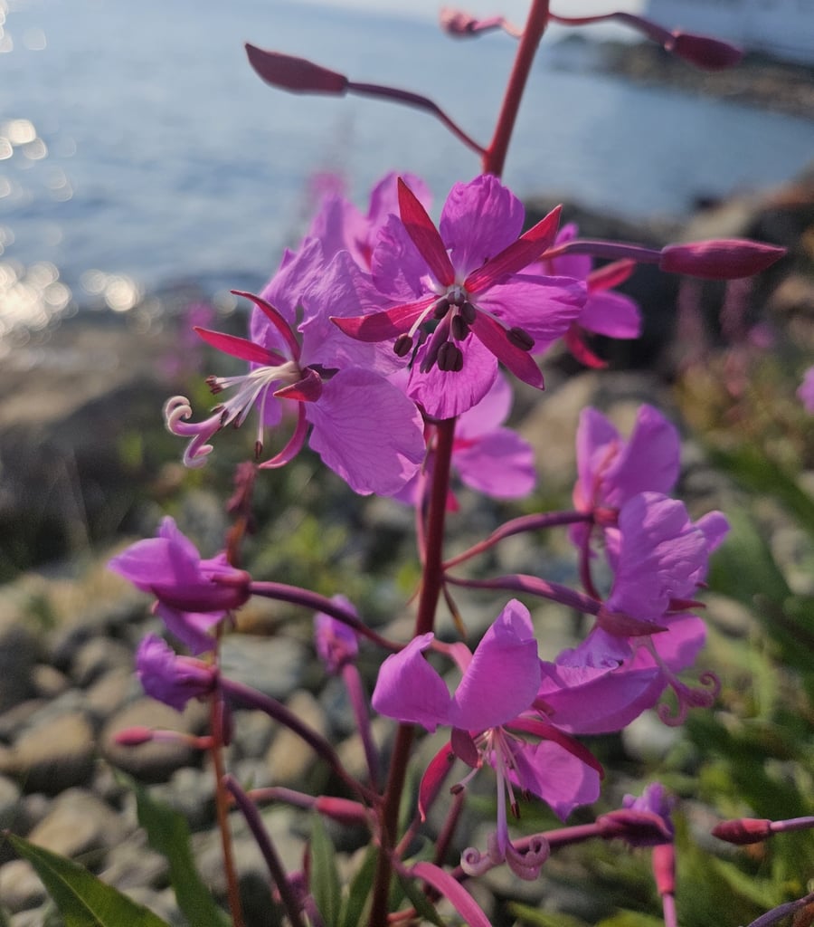 A fireweed spike in flower, four-petalled magenta flowers with dark anthers and a curled white stigma, growing among rounded cobbles beside a lake.
