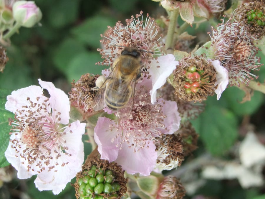 A honey bee on an open pink blackberry flower, surrounded by spent flowers and small green and red developing fruit.