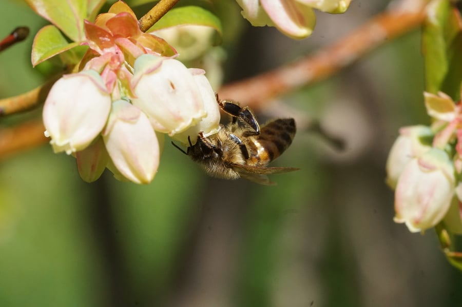 A honey bee hanging from a white, pink-tinged blueberry flower with its head inside the bell, more bells and young leaves around it.