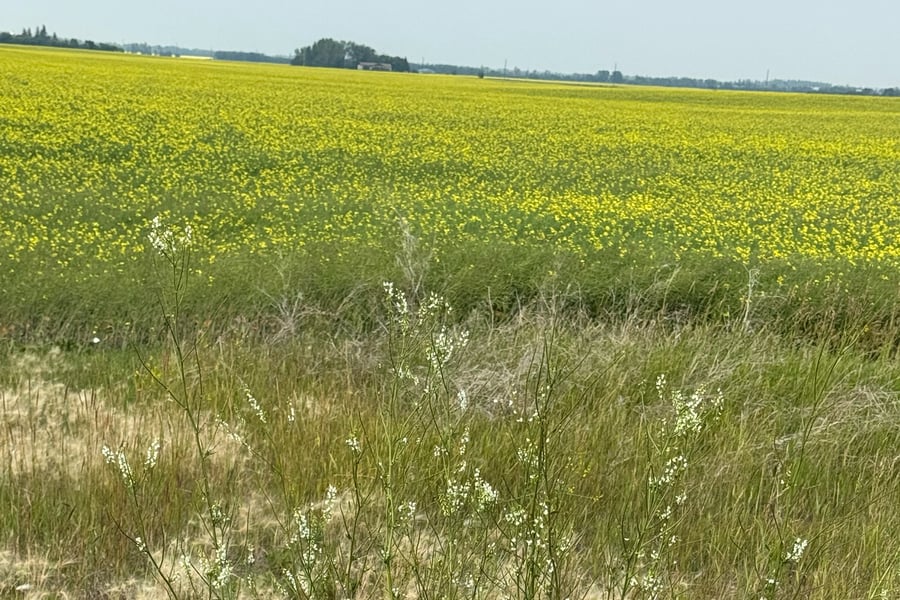 Tall stems of white sweet clover on a dry roadside verge, with a yellow canola field stretching to a flat horizon under a hazy sky.