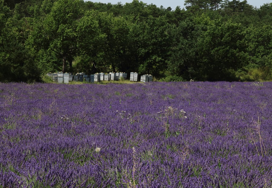 A field of purple lavender in flower with a row of grey beehives at its far edge against dark oak woods.