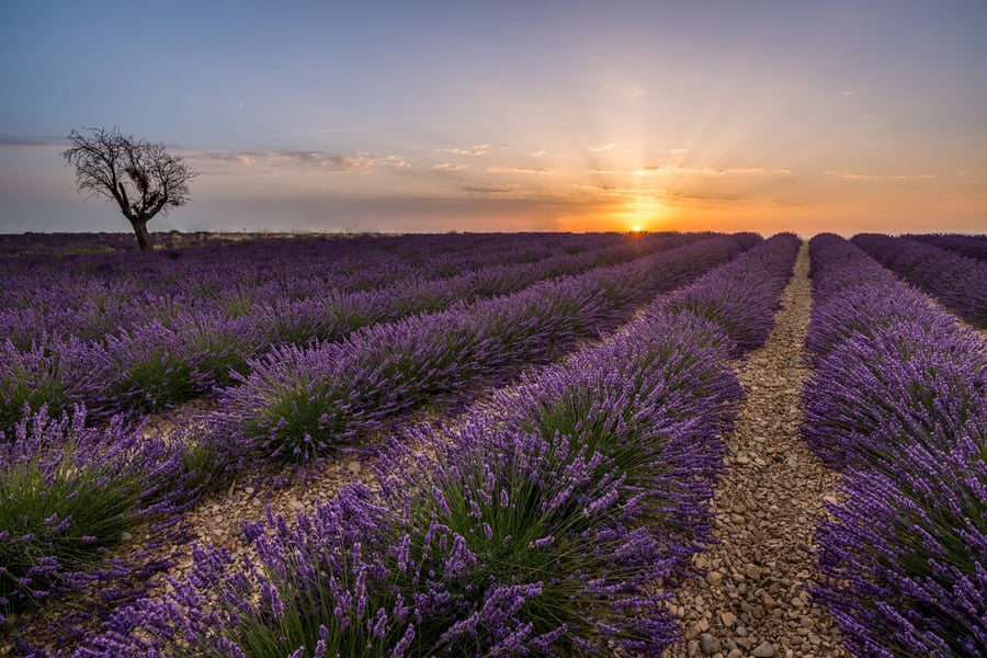 Long rows of purple lavender running towards a lone bare tree on the horizon under a setting sun.