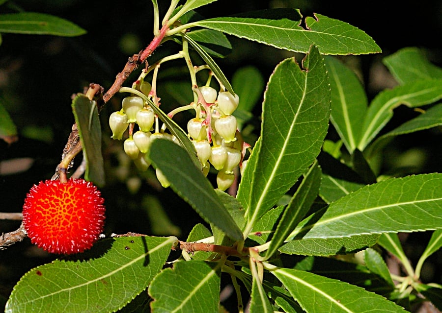 A hanging cluster of small white bell-shaped flowers beside a round, bumpy red fruit, among glossy toothed green leaves.
