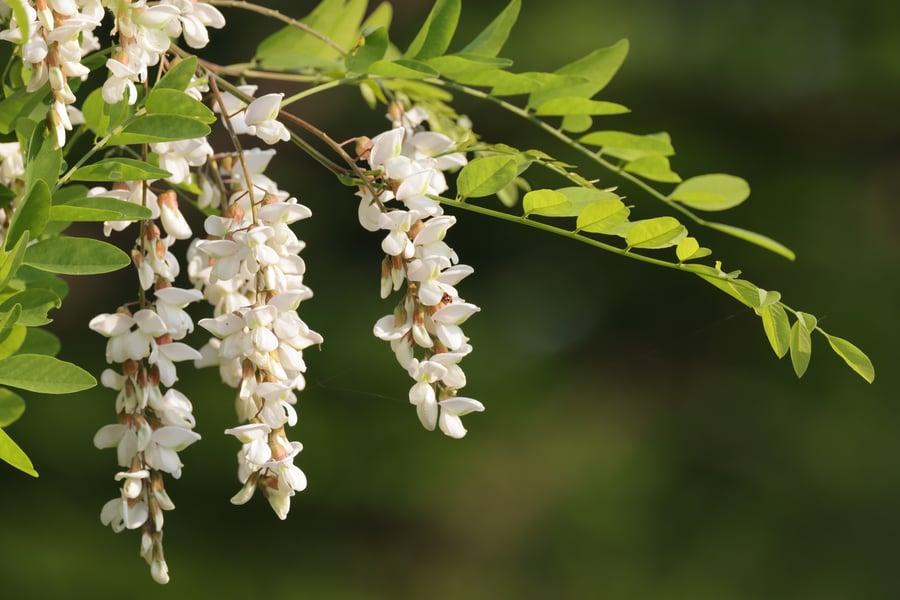 Hanging clusters of white pea-like flowers on a black locust branch with rows of oval leaflets, against a dark green background.