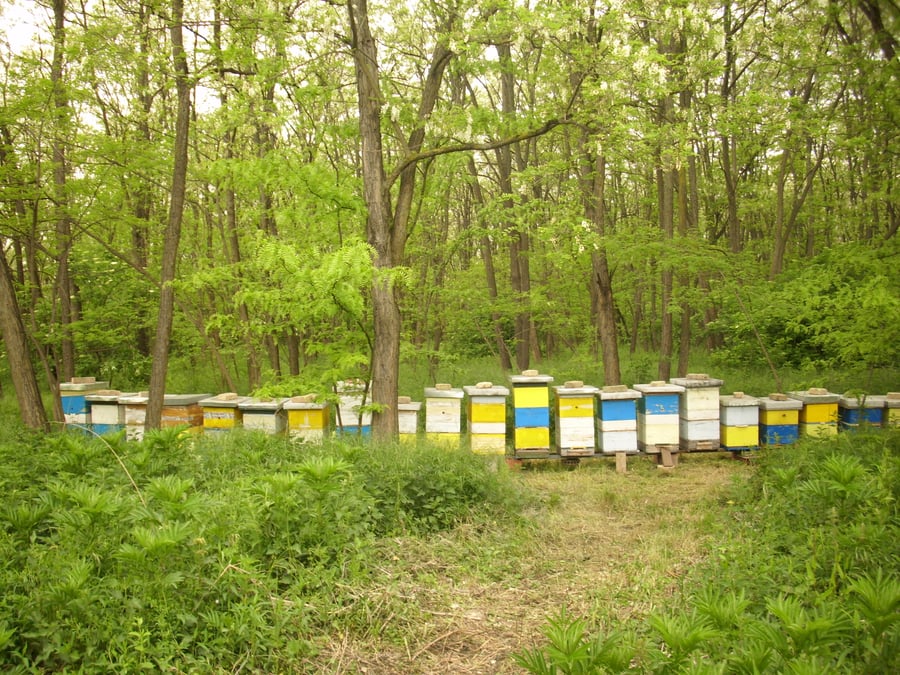 A long row of blue, yellow and white beehives in the grass beneath black locust trees with white flowers in the canopy.