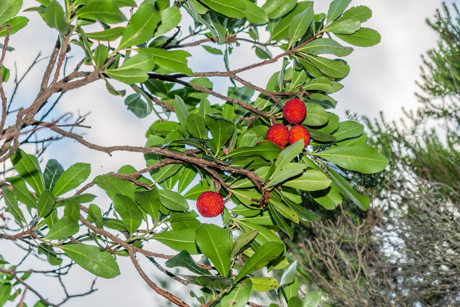 Four round, bumpy red fruits hang among glossy, toothed green leaves against a pale sky.