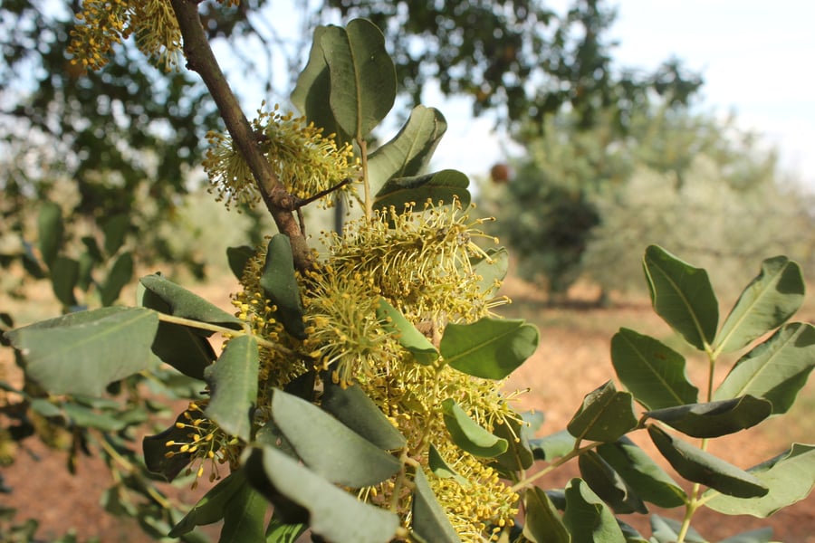 A branch hung with dense spikes of small yellow-green flowers among rounded dark-green leaflets, with trees in rows on red soil behind.