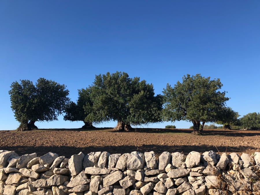 Four broad, rounded trees standing on bare brown ploughed ground under a clear blue sky, with a low wall of white limestone blocks in front.