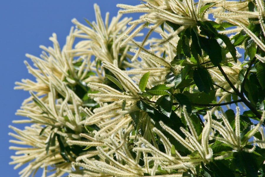 Long pale-cream chestnut catkins bursting out from a branch tip against a deep blue sky, dark toothed leaves at the right.