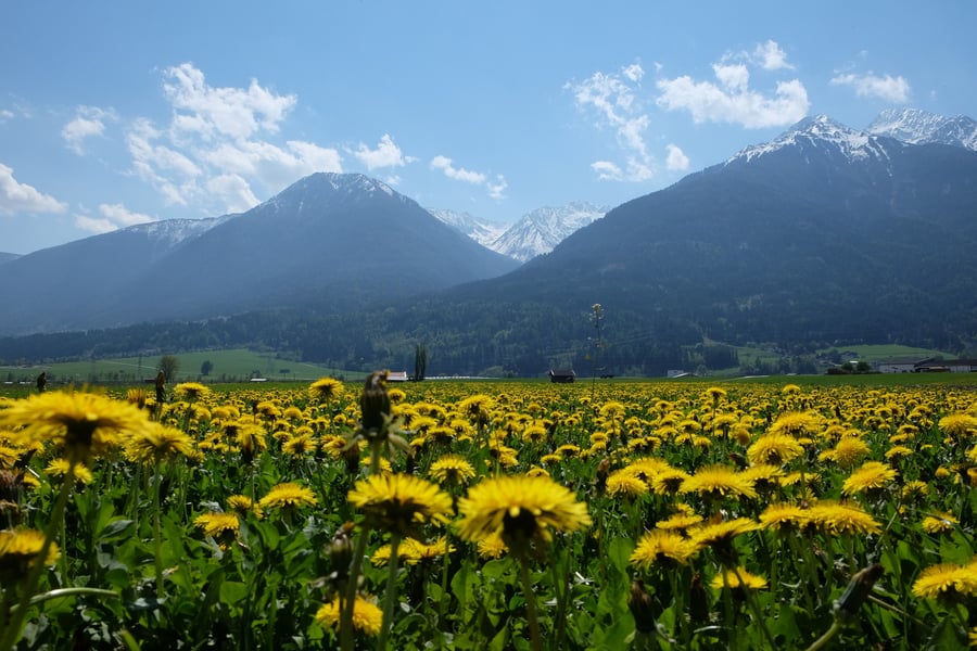 A meadow solid with yellow dandelions in the foreground, a green valley floor behind and snow-capped mountains under a blue sky with white clouds.