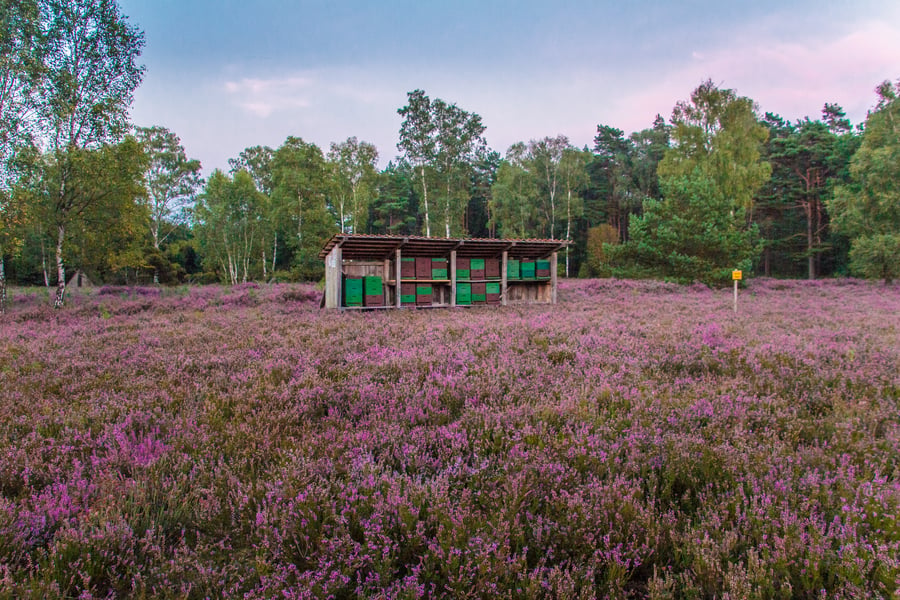 An open wooden bee shelter holding green and brown box hives, standing in a wide sheet of purple-flowering heather with birch and pine behind.