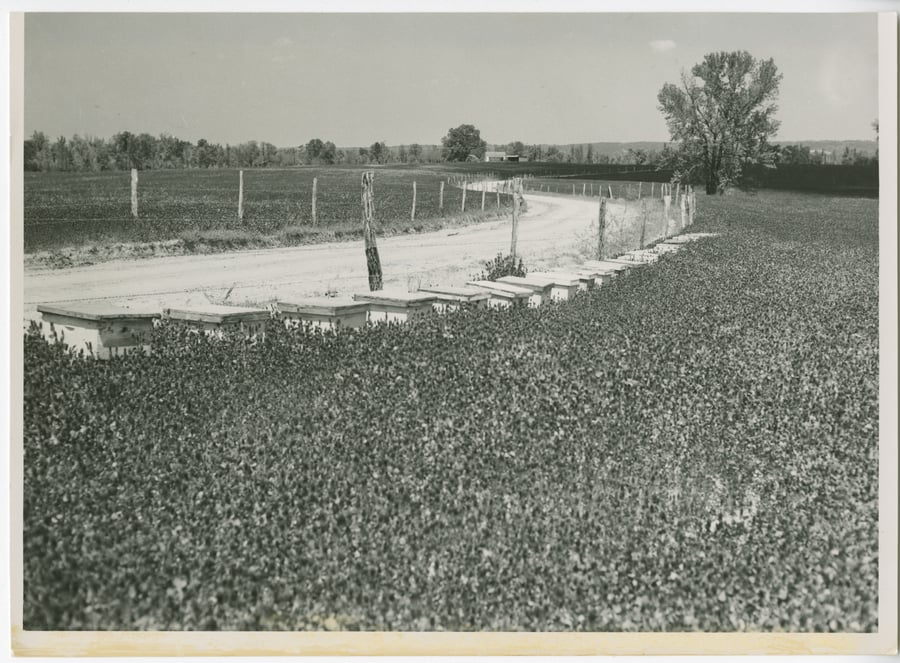 A black-and-white photograph of a row of white hives standing in a field of flowering clover beside a dirt farm road.