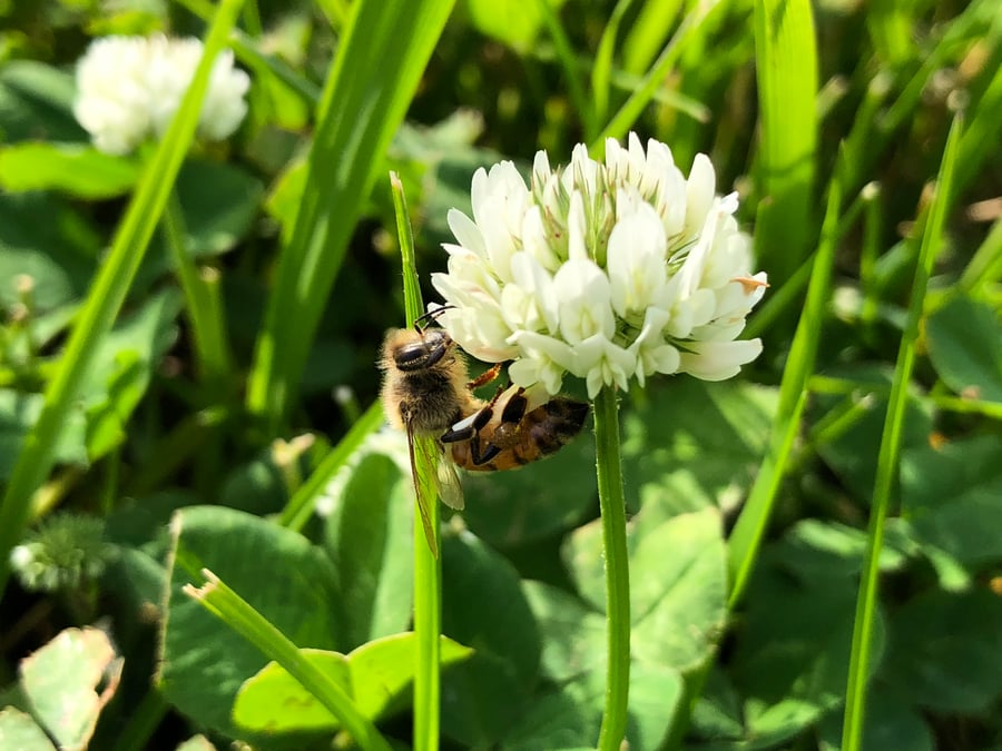 A honey bee clinging to the side of a round white clover flower head among clover leaves and grass blades.