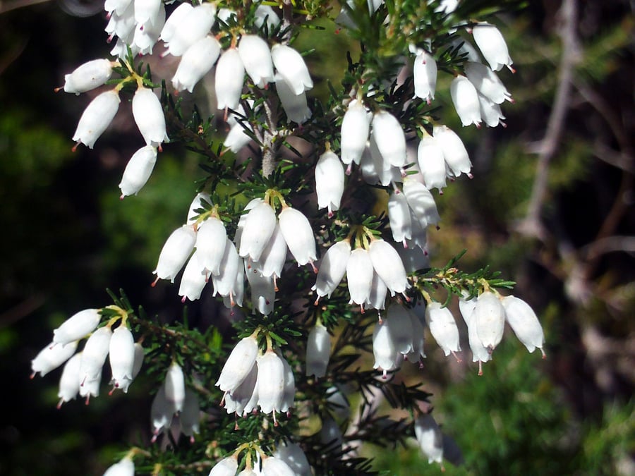 Sprays of small white bell-shaped flowers among dark needle-like leaves.