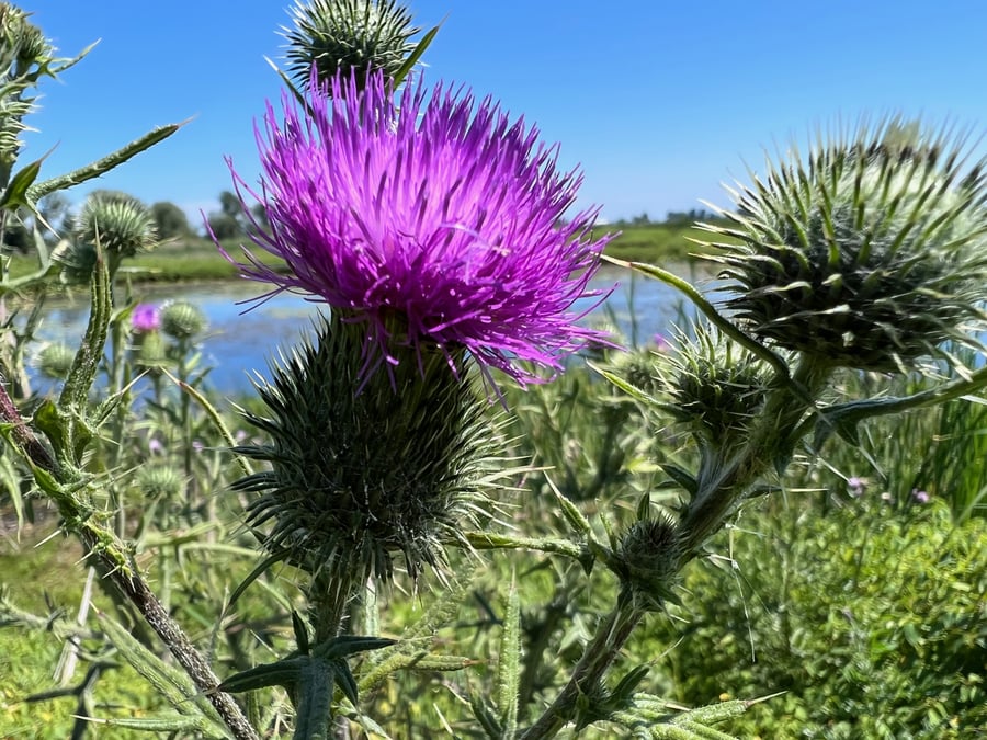 A magenta thistle flower on a spiny green head against a blue sky, with water and meadow behind.